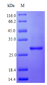 Human IFNA2 protein (Active)