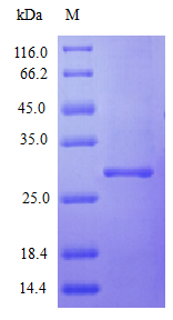 Human IFNA2 protein (Active)