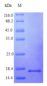 Human IFN gamma protein (Active)