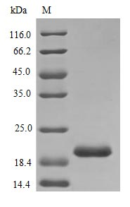 Rat PRL protein (Active)