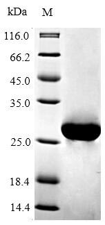 Mouse Bcl2 protein