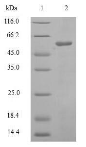 Human CDC25C protein