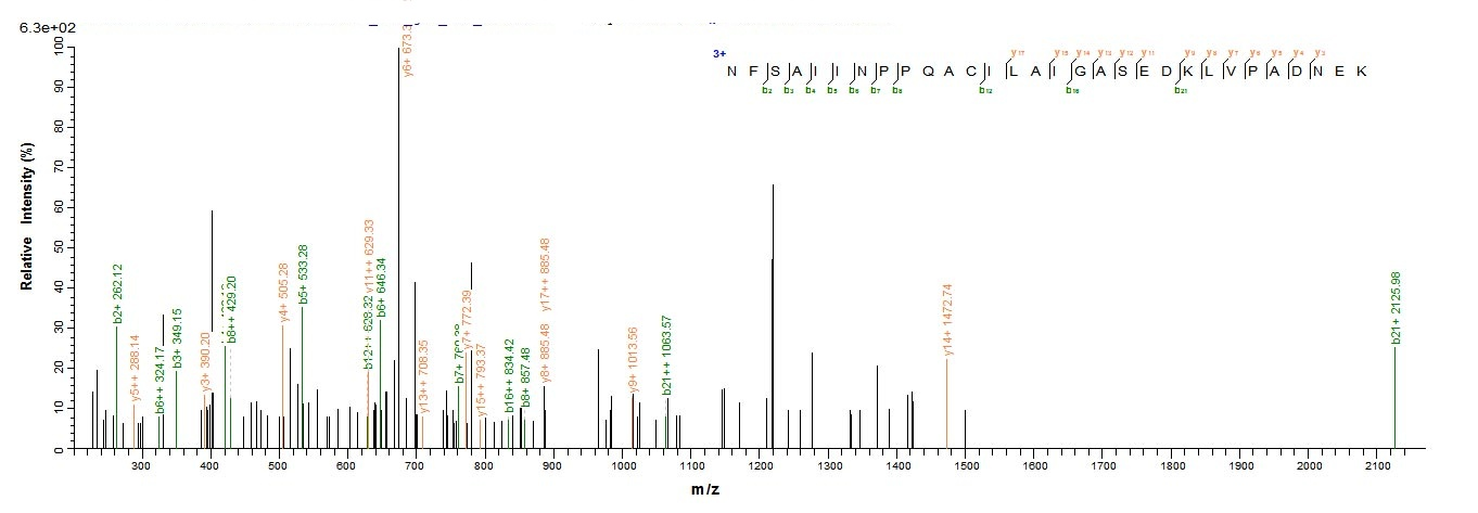 Human DLAT DLTA protein