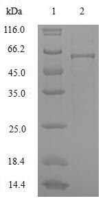 Fungi HXK1 protein