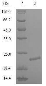 Human KCNA1 protein