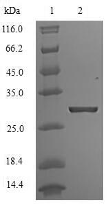 Human KCNJ1 protein
