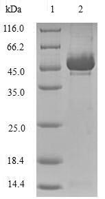 Human MMP10 protein