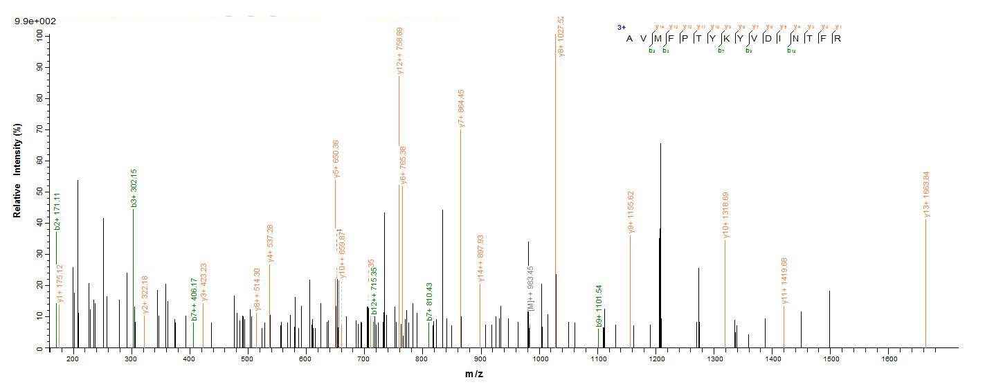 Human MMP12 protein