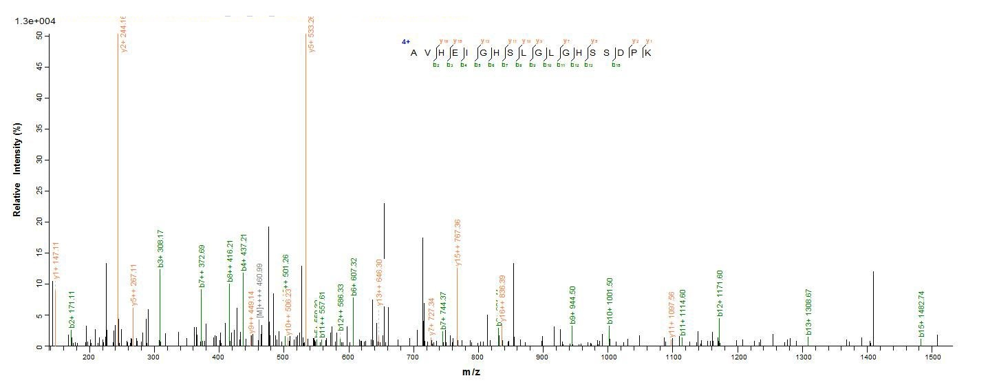 Human MMP12 protein