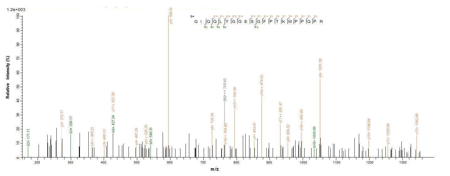 Human MMP14 protein