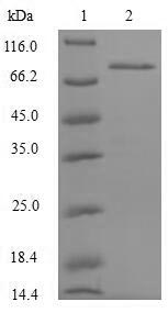 Human NKRF protein