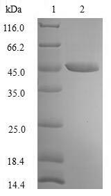 Human PNMA2 protein