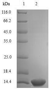 Mouse RES protein