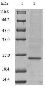 Pig VEGF protein