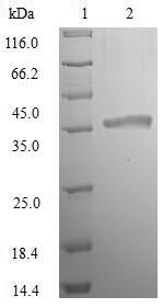E. coli ldcA protein