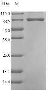 Bacterial cpg2 protein