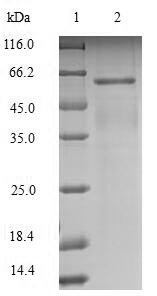 Mouse Lingo1 protein