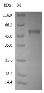 Fungi HXK1 protein