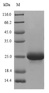 Human KCNJ1 protein