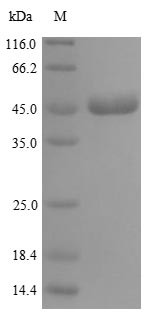 Human MMP10 protein