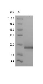 Mouse SPT16 protein