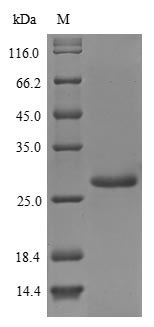 Bacterial ureA protein