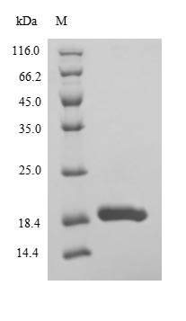 Drosophila UbcD6 protein