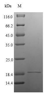 Bacterial Streptavidin protein