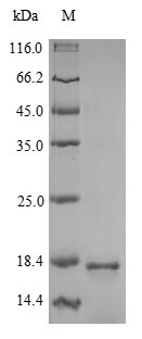 Parasite MSA2 protein