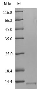 Bacterial esxA protein
