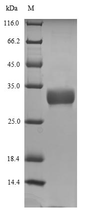 Dog Allergen Can f 2 protein