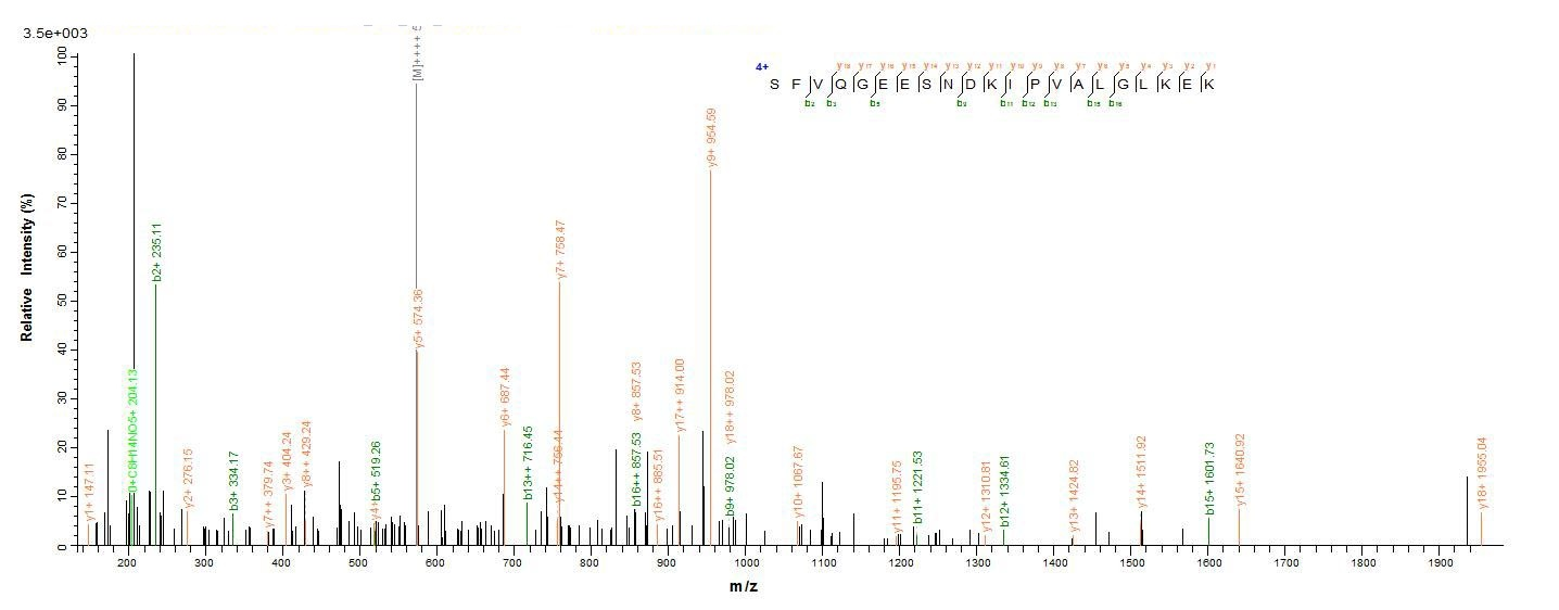 Human IL1B protein