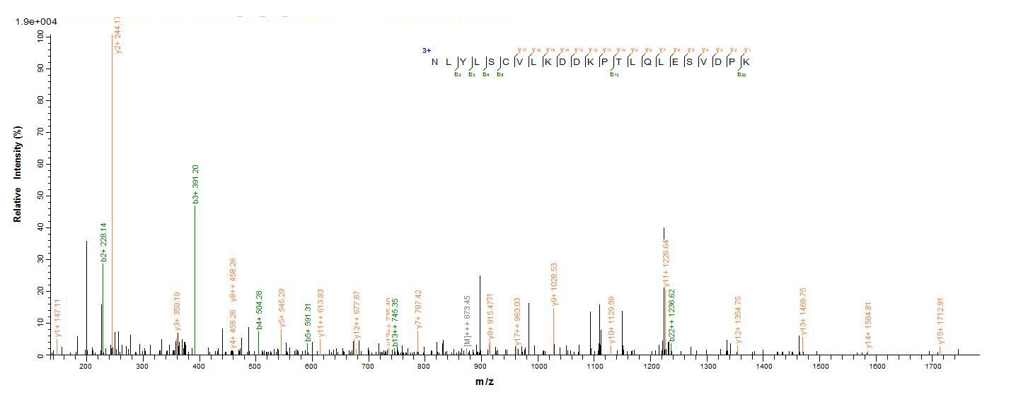 Human IL1B protein