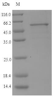 Viral kgp protein