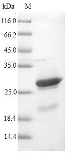 Viral K3L protein