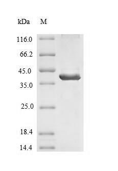 Human SIRPB1 protein