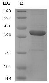 Human F11 protein