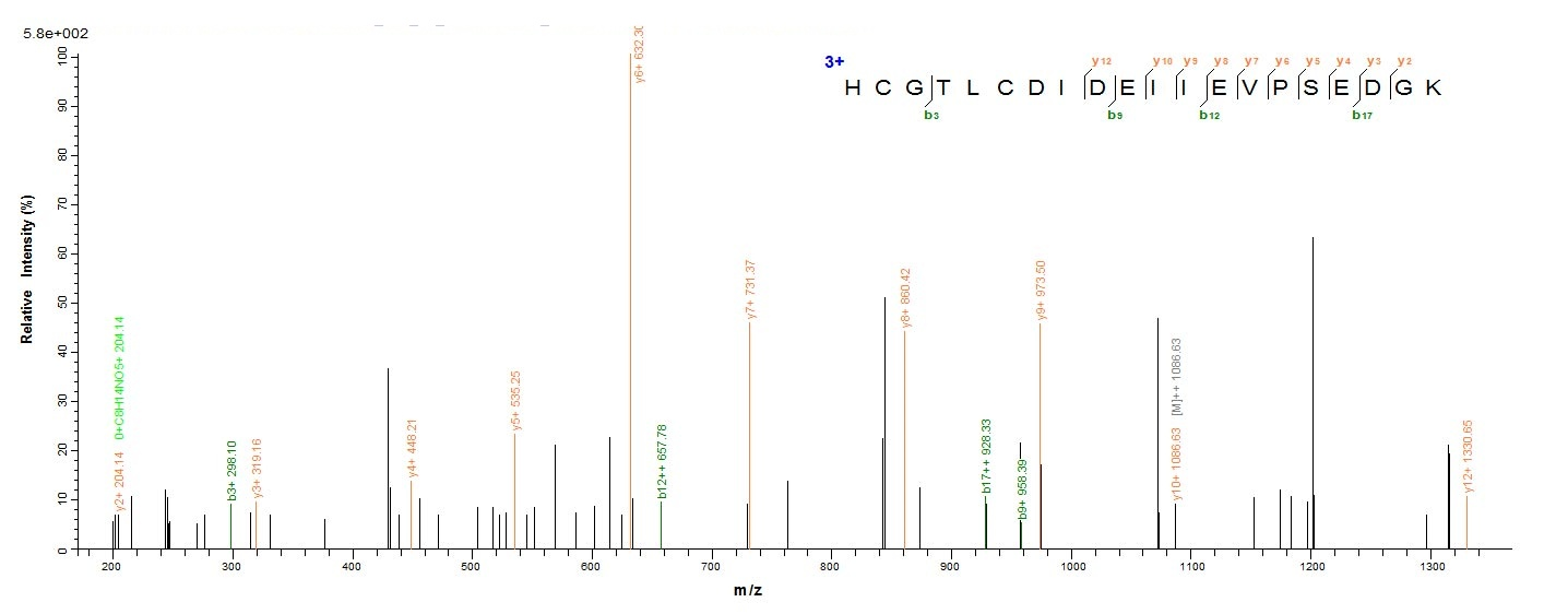 Bacterial lon protein