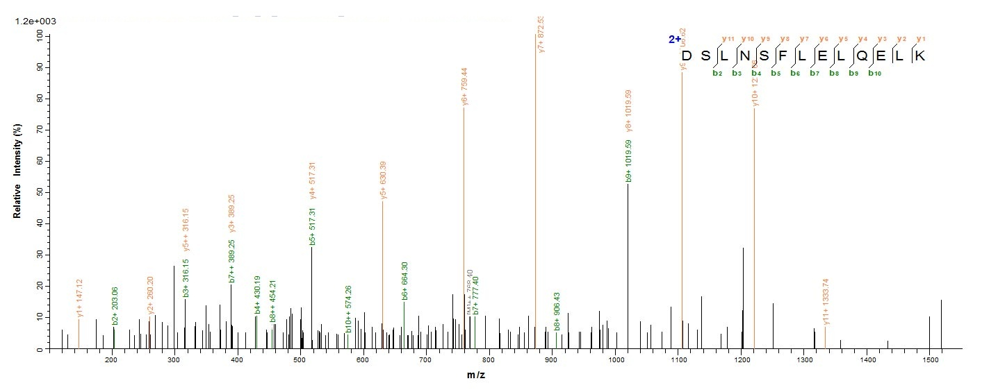 Bacterial lon protein