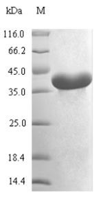 Bacterial map protein