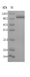 Mouse Hspa5 protein