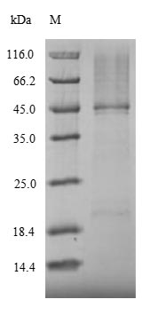 Mouse Rorc protein
