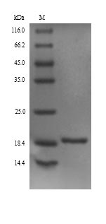 Plant Allergen Pla a 1 protein