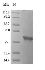 Human FAM150A protein