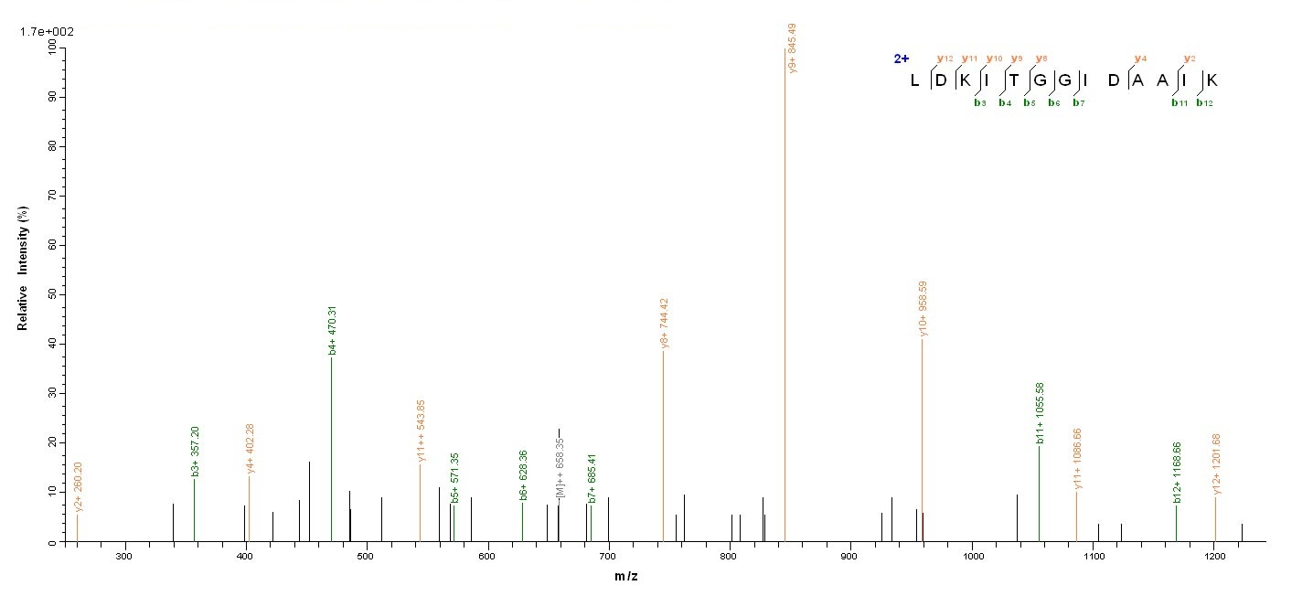 Bacterial dnaK protein
