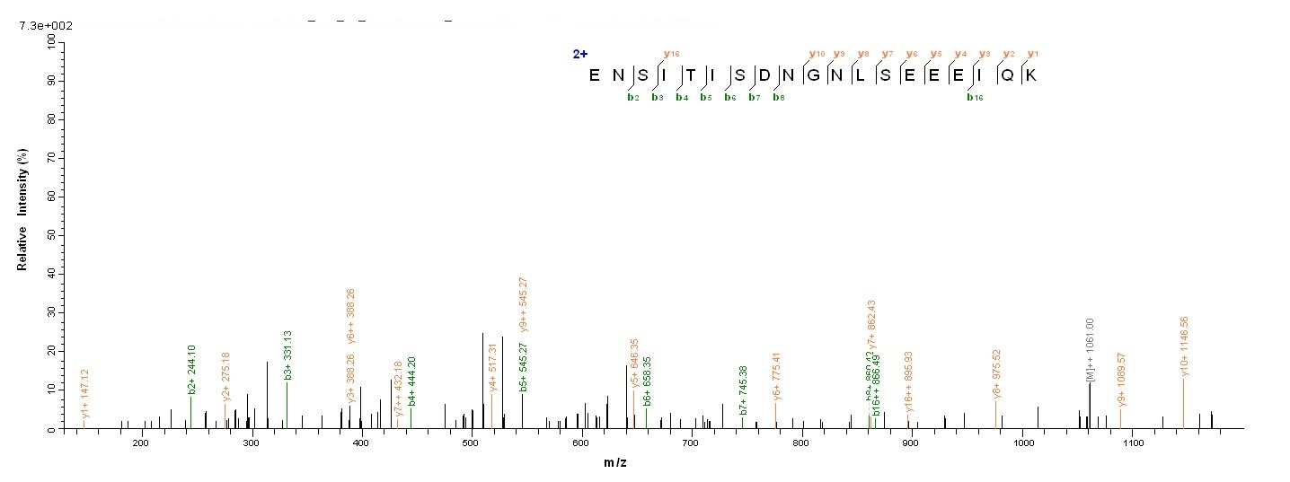 Bacterial dnaK protein