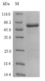 E. coli lacI protein