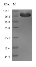 E. coli hldE protein