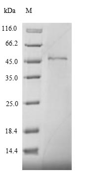 Drosophila bsk protein