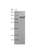 Viral D8L protein